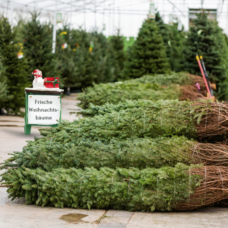 Alle Jahre wieder…Christbaumverkauf
